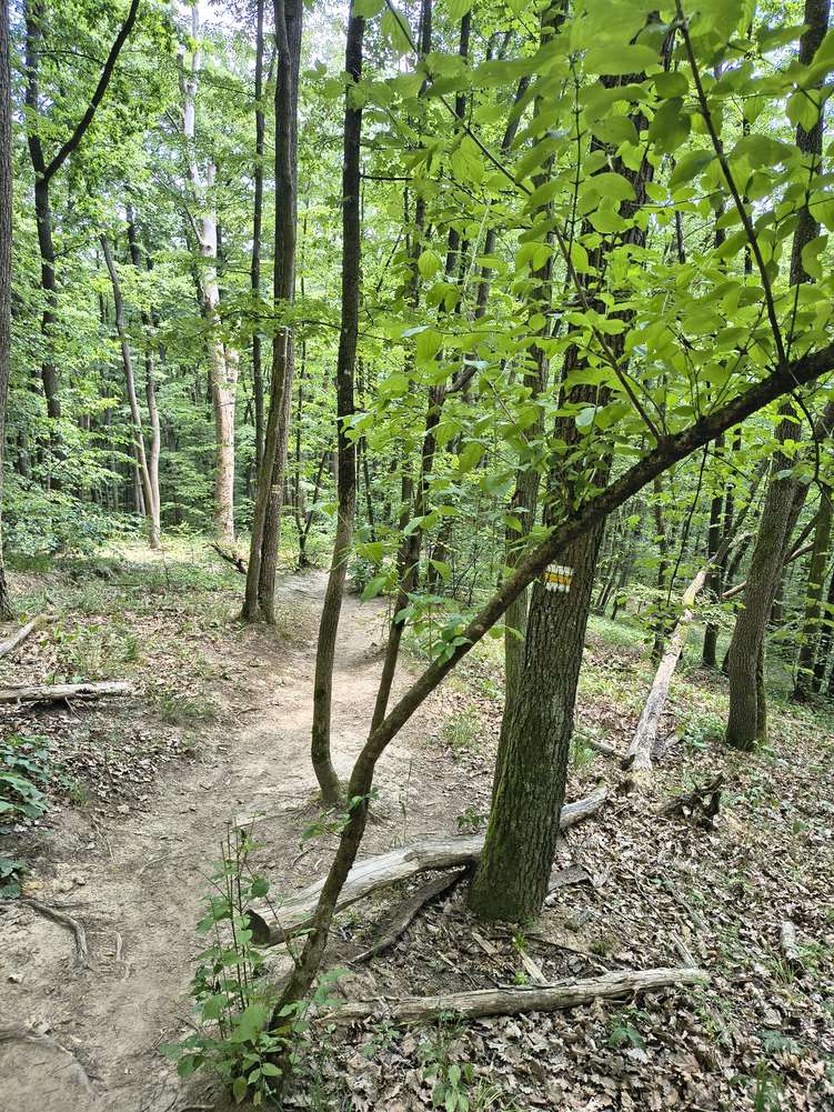 Značená lesní stezka