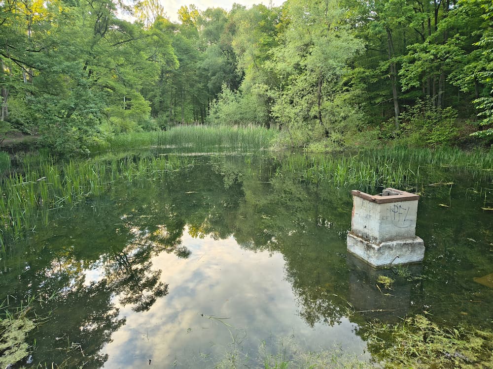 Náletové dřeviny a zarostlá hladina rybníka na Zaječím potoce
